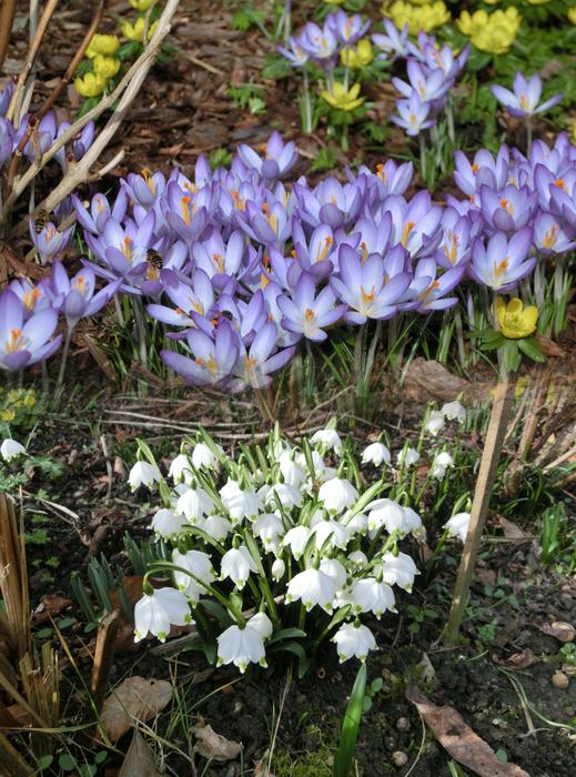 Plant Spring Nature