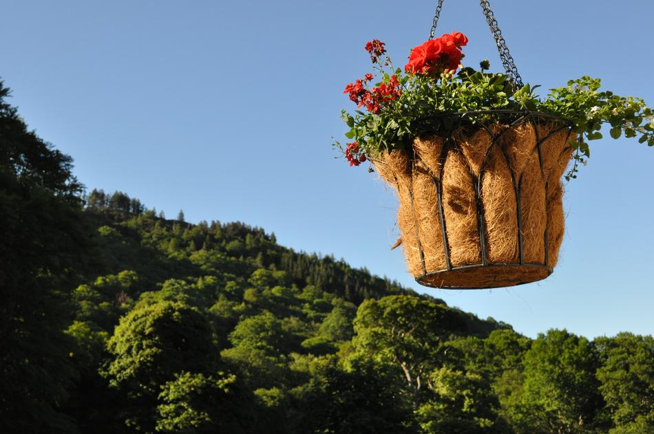 Flowers Nature