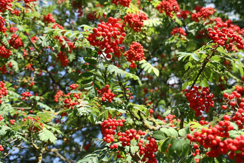 Bush Nature Tree