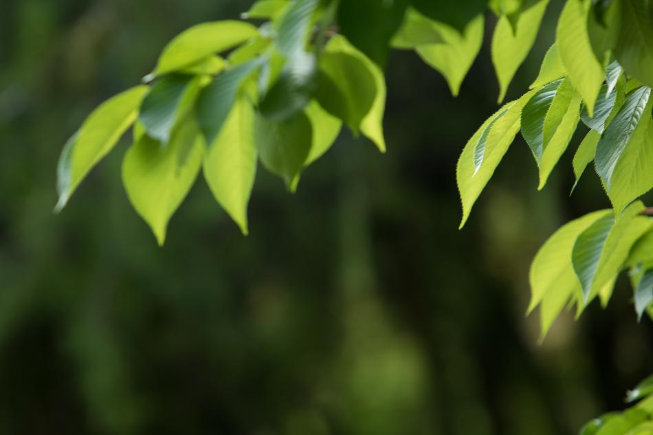 Blue Green Nature