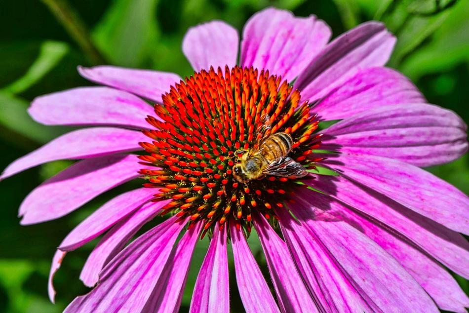 Nature Flora Flower