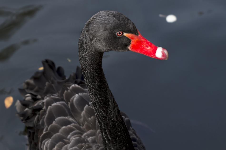 Swan Black Pond