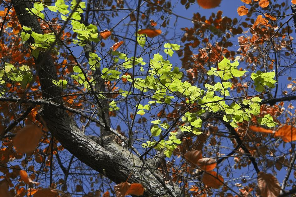 Leaves Green Nature