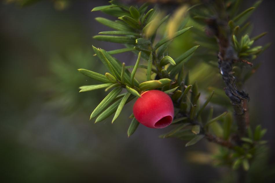 Fruits Branches Nature