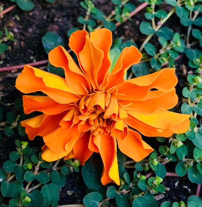 Orange Flower Petals