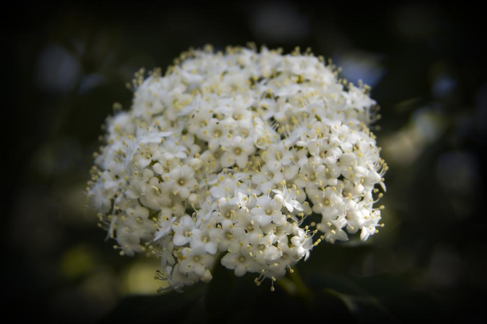 Flowers White Bouquet