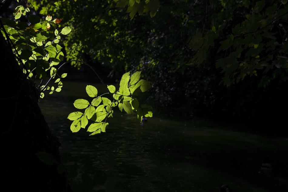 Leaves Green Nature