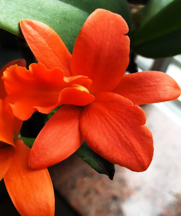 Flower Plant Nature
