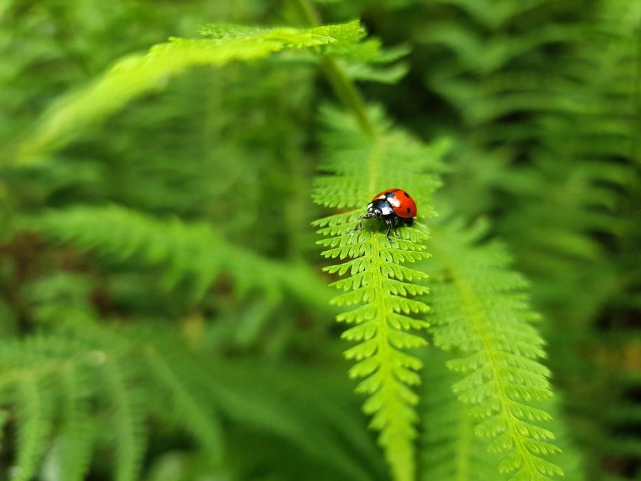 Ladybug Nature Fern