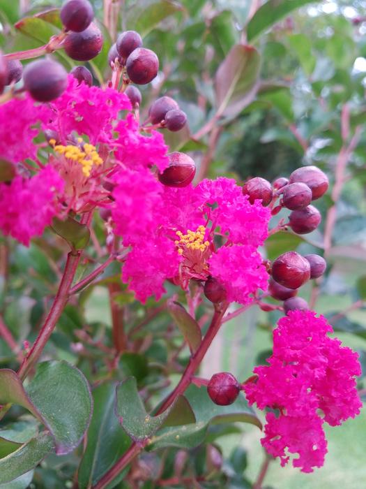 Bloom Flower Blossom