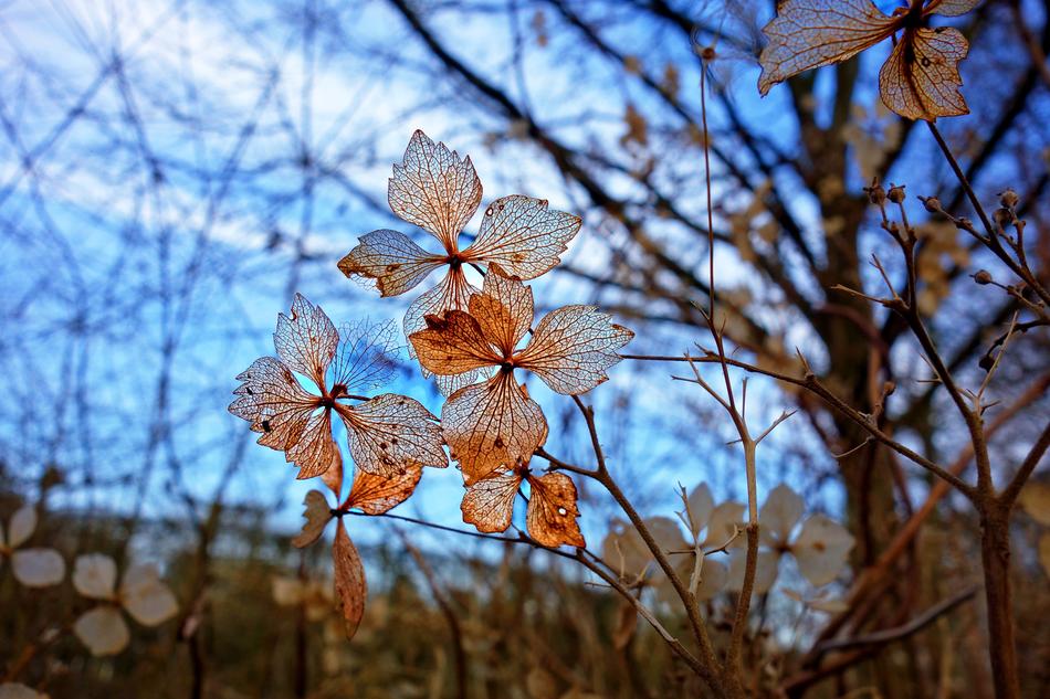 Flower Plant Petal
