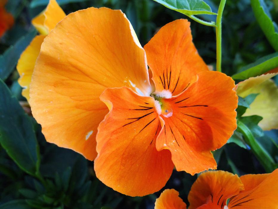 Flower Orange Plant