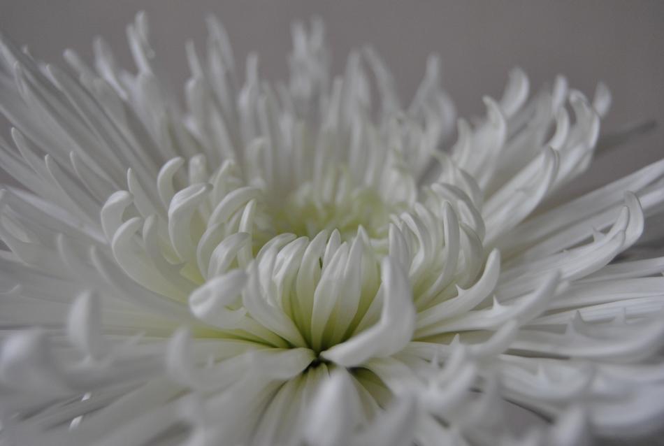 Nature Flower Plant