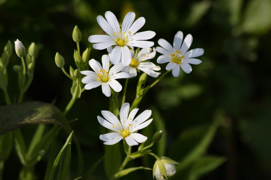 white daisies in the green grass are nice.
