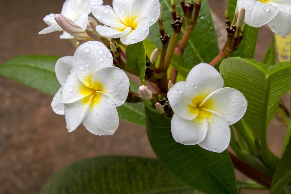 Flower Nature Plant