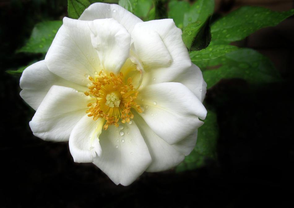 Flower Nature Flora