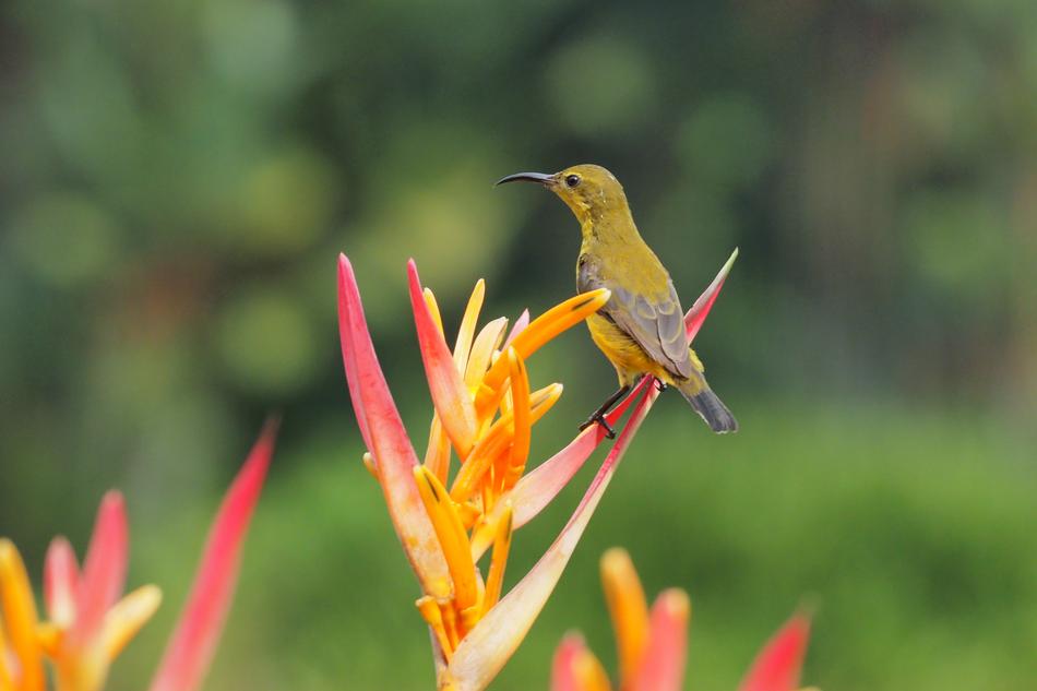 Nature Flower Outdoors