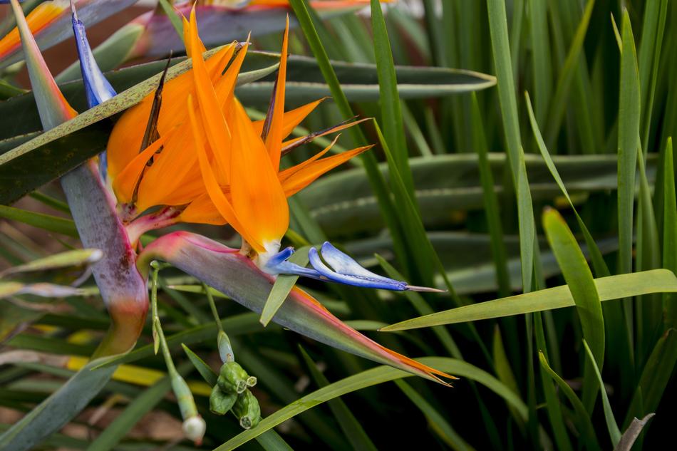 Flower Nature Green