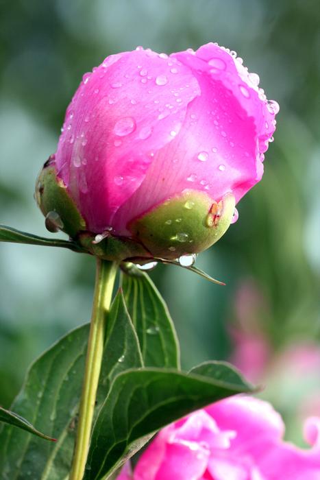 Peony Flower Pink