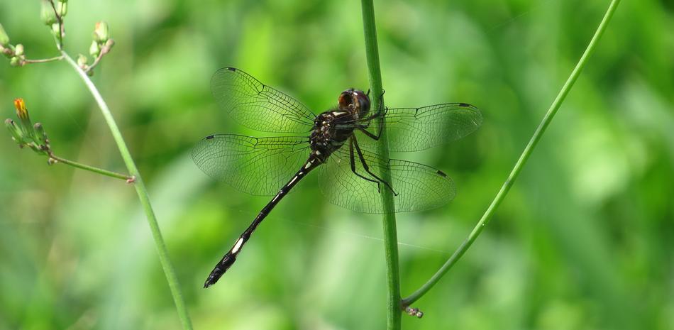 Dragonfly Red Macro