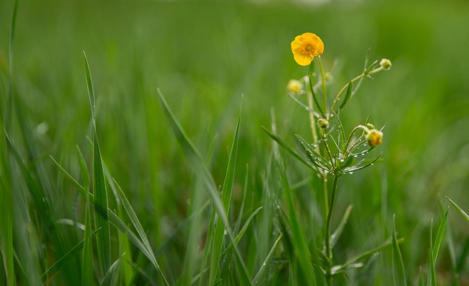 Flower Macro