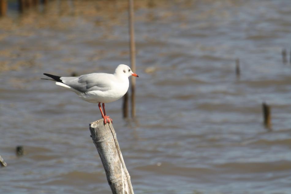 white gull on a pole by the water
