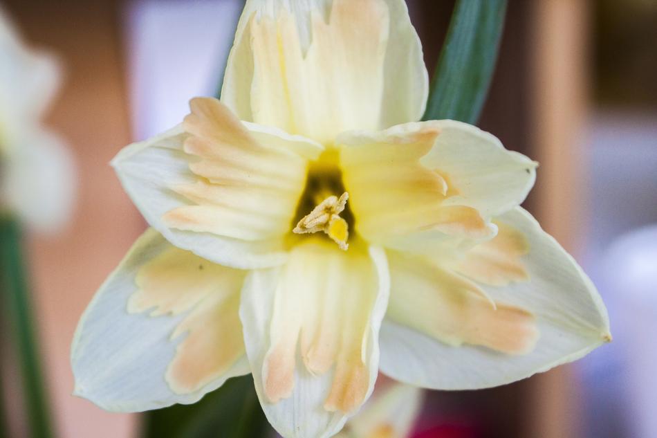 Flower Daffodils