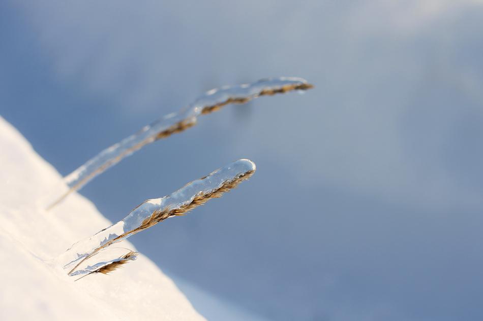 Ice Frosty Winter