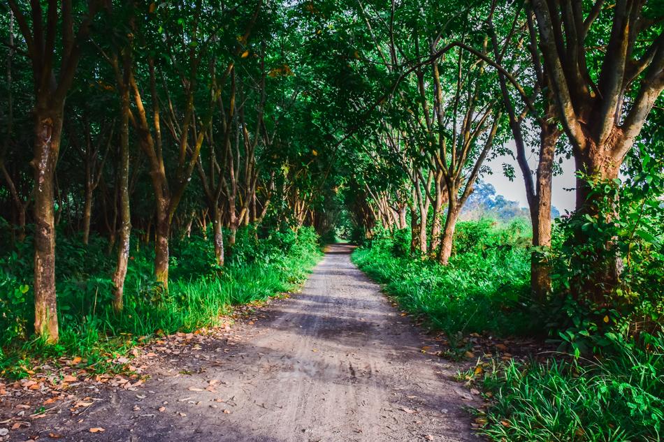 Nature Pa The Forests