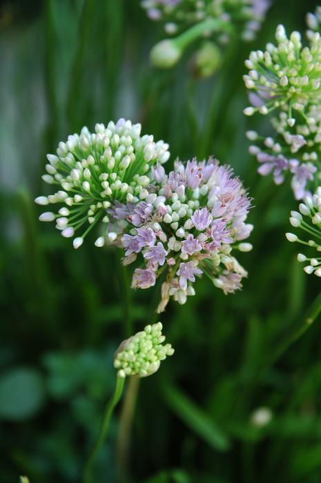 Flower Nature Plant