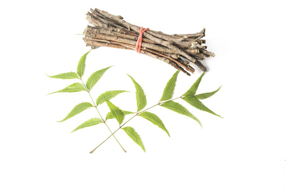 Ayurveda Herbs Beauty