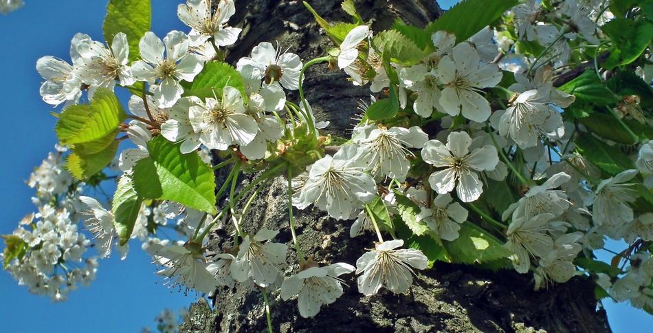 Flower Plant Nature