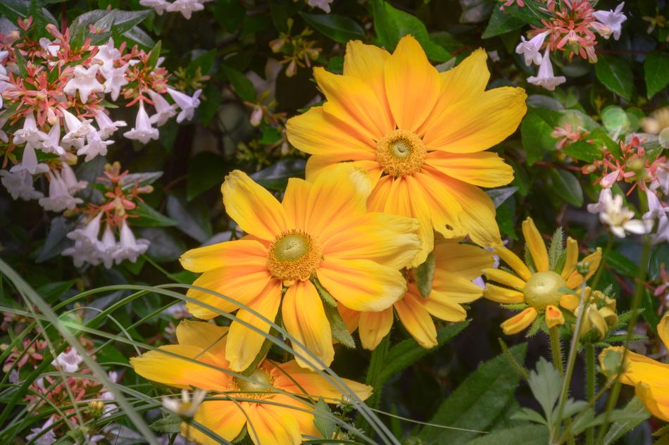Nature Flora Plant