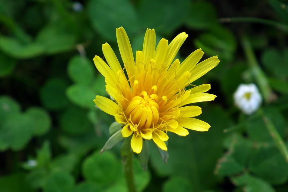 Flower Yellow Meadow