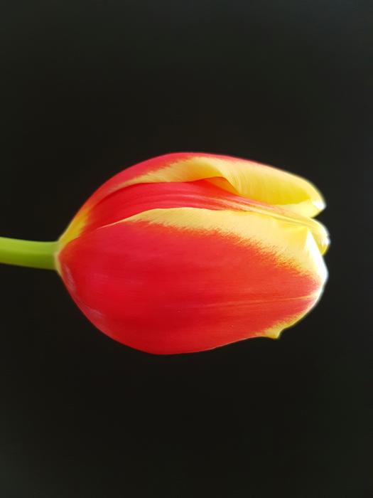 Tulip Flower Nature Black