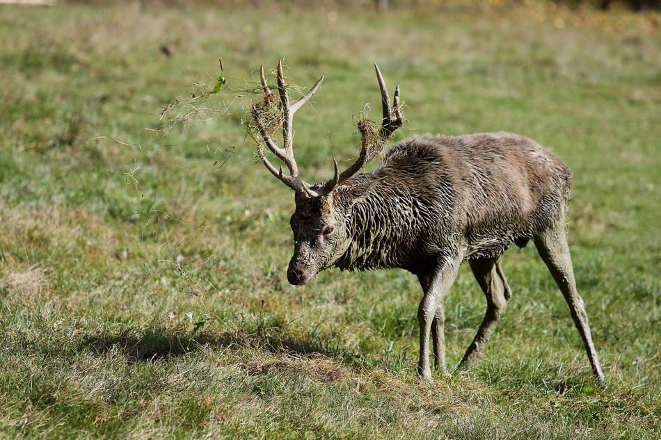 Hirsch Antler Forest