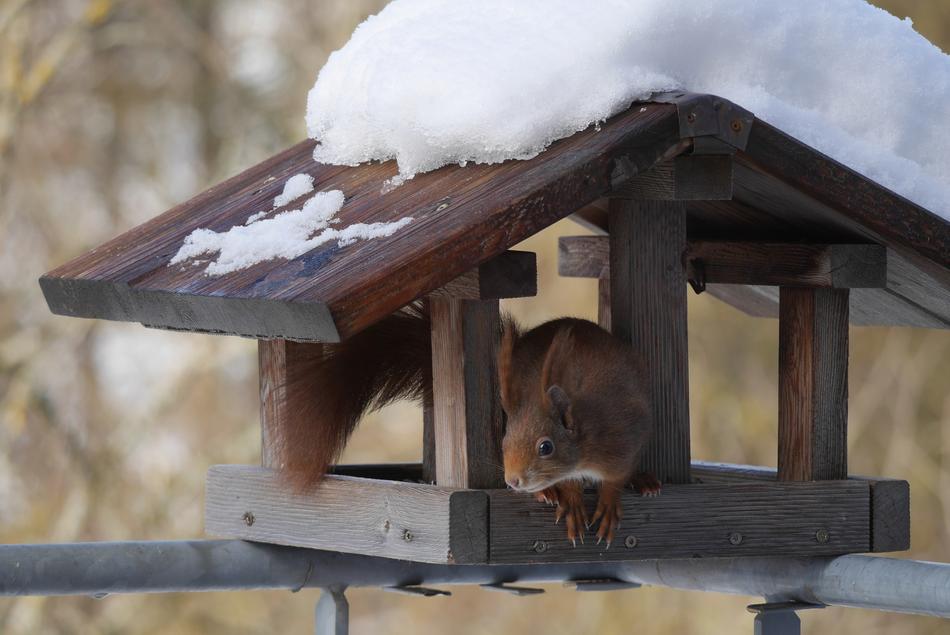 Aviary Squirrel Nature