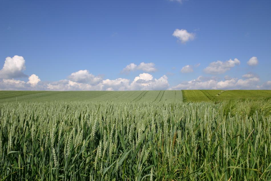 Field Agriculture Rural