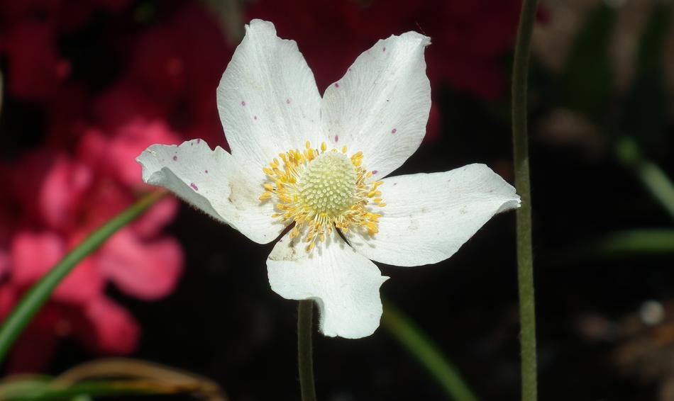 a beautiful delicate flower in the grass