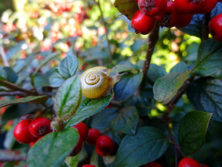 Snail Plant Bill Berry