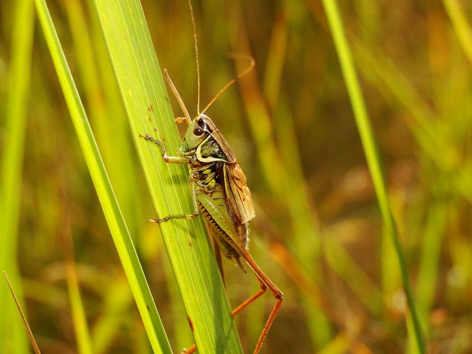 Nature Insect Animals At The Court