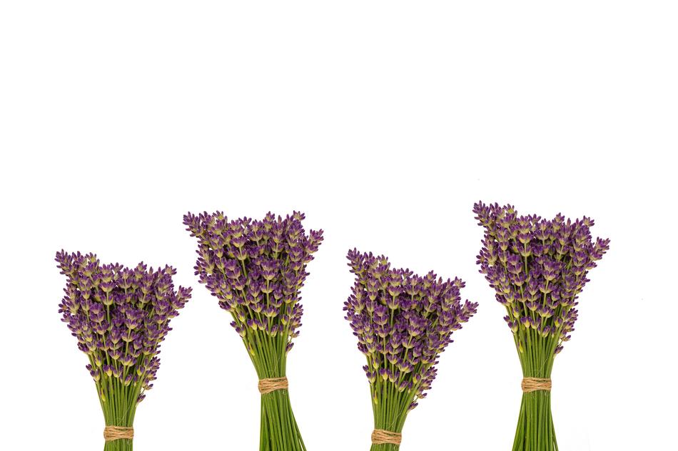 bouquets of flowers many on white background