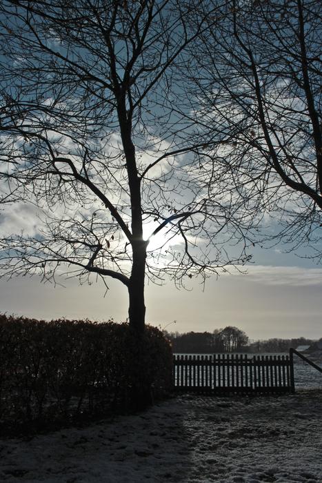 Nature Winter Tree