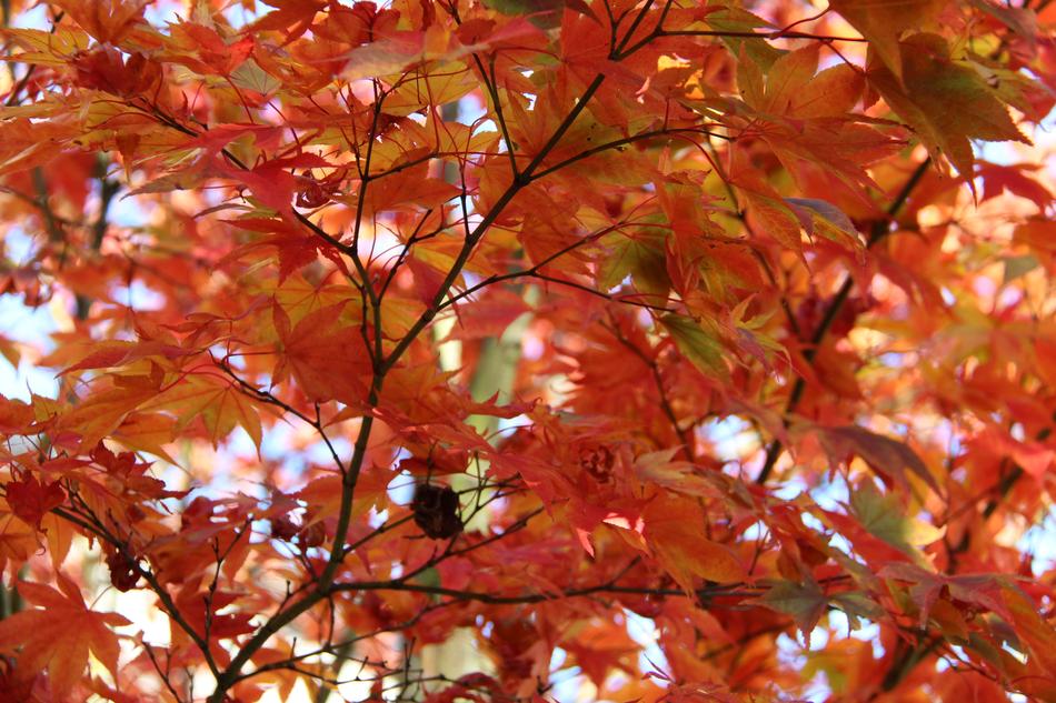 Fall Autumn Nature
