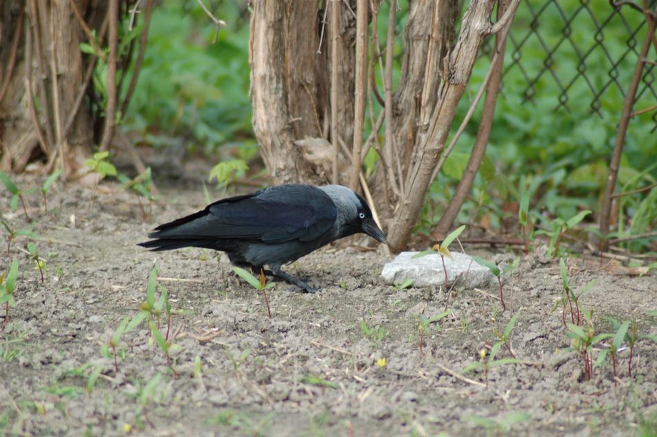 Birds Nature Animals At The Court