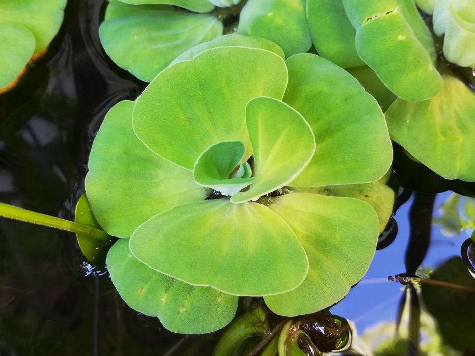 Plant Water