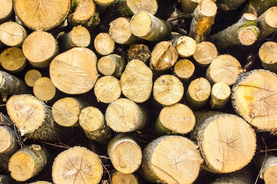 Wood Tree Nature