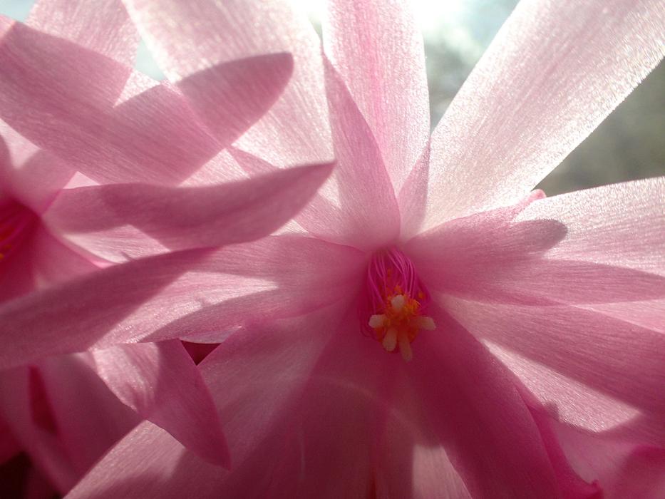 Pink Flower White