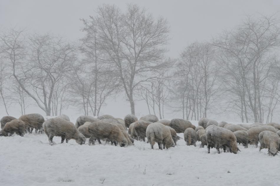 Winter Snow Cold