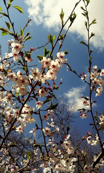 Wood Flowers Cherry Tree